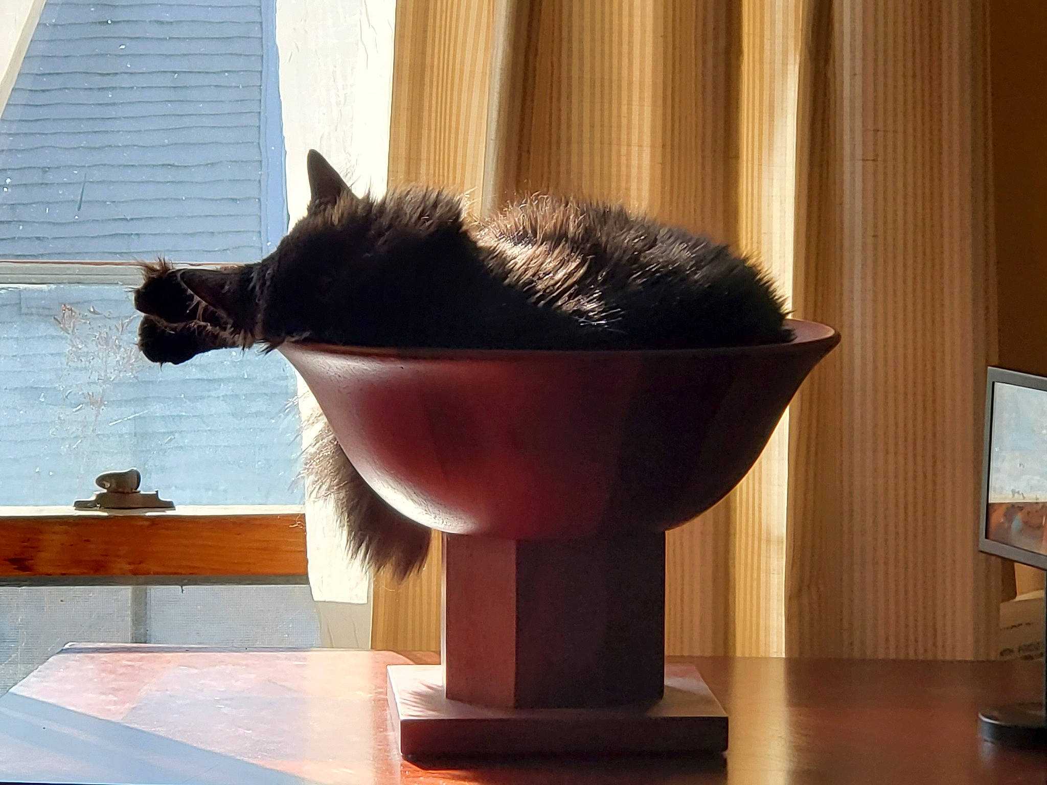 Clarice joined the competition — help win amazing prizes! carnivore, cat, cat_supply, felidae, flooring, flowerpot, fur, hardwood, houseplant, pedestal, plant, room, small_to_medium_sized_cats, table, tail, tints_and_shades, vase, whiskers, window, wood