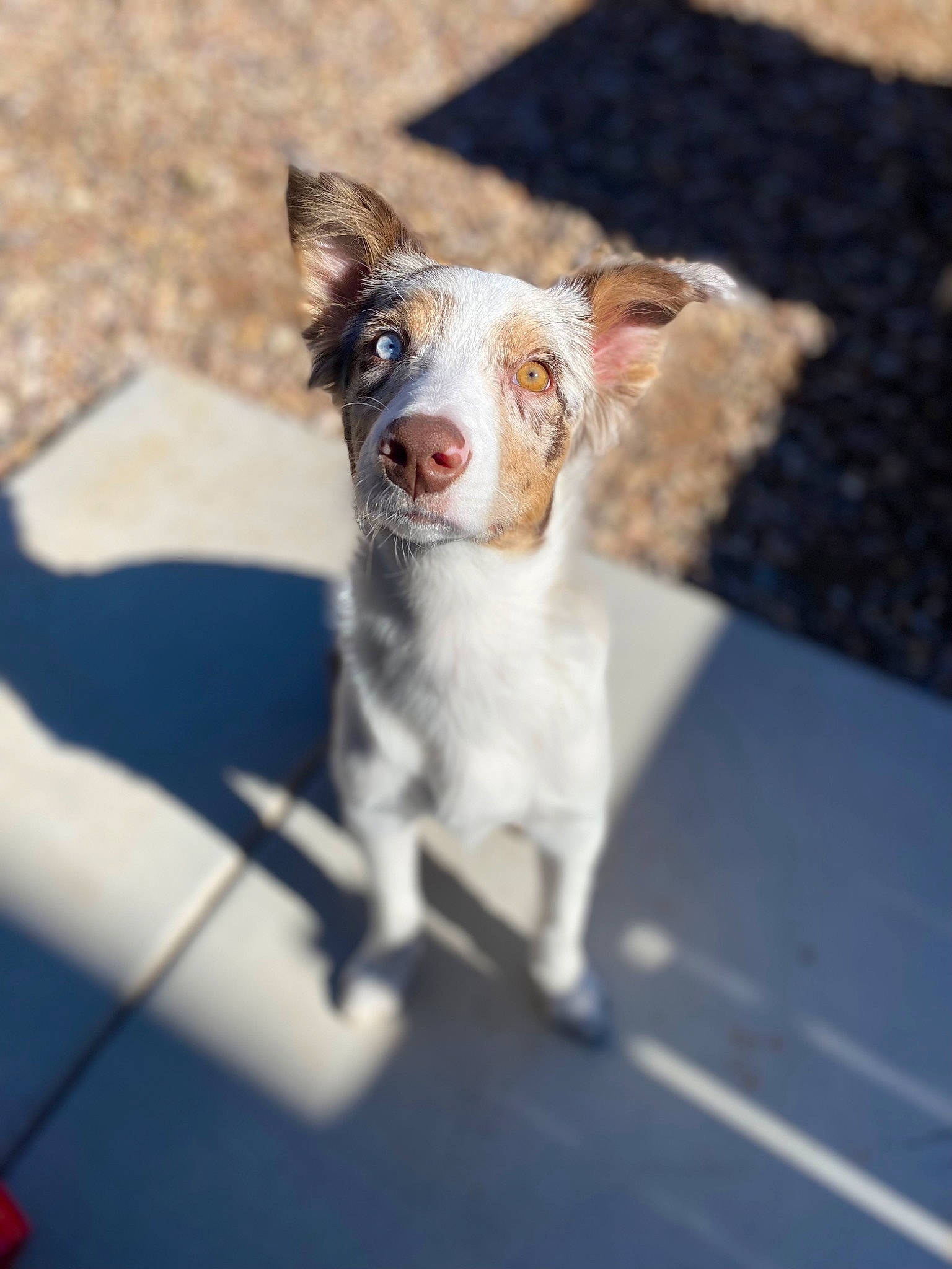 Hazel joined the competition — help win amazing prizes! asphalt, brittany, canidae, carnivore, companion_dog, dog, dog_breed, fur, gun_dog, paw, recipe, road_surface, snout, sporting_group, street_dog, whiskers, working_animal, working_dog