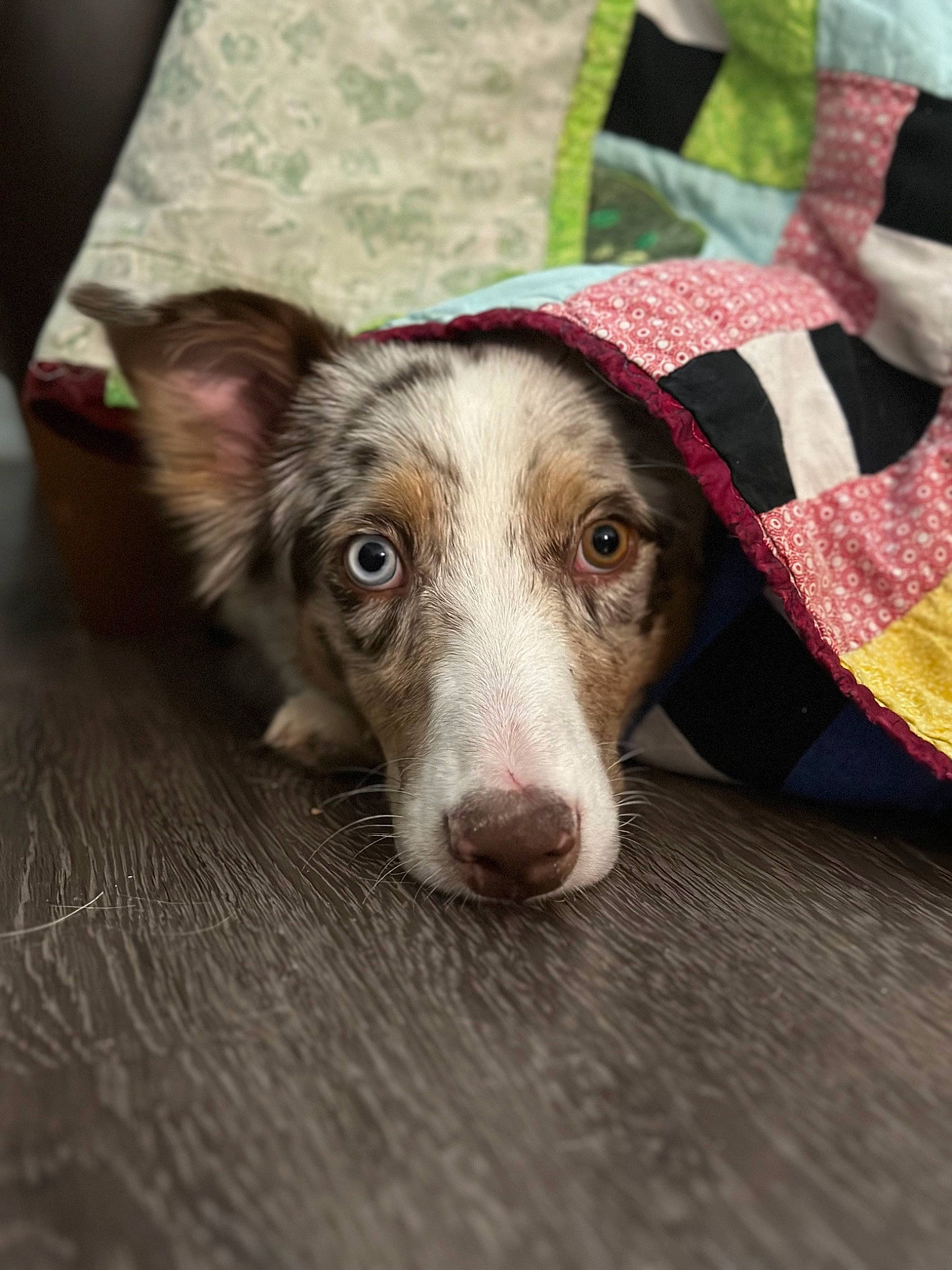 Hazel is registered to the contest to win money with this photo: canidae, carnivore, collar, companion_dog, dog, dog_breed, fawn, pattern, snout, sporting_group, terrestrial_animal, whiskers, wood, working_animal