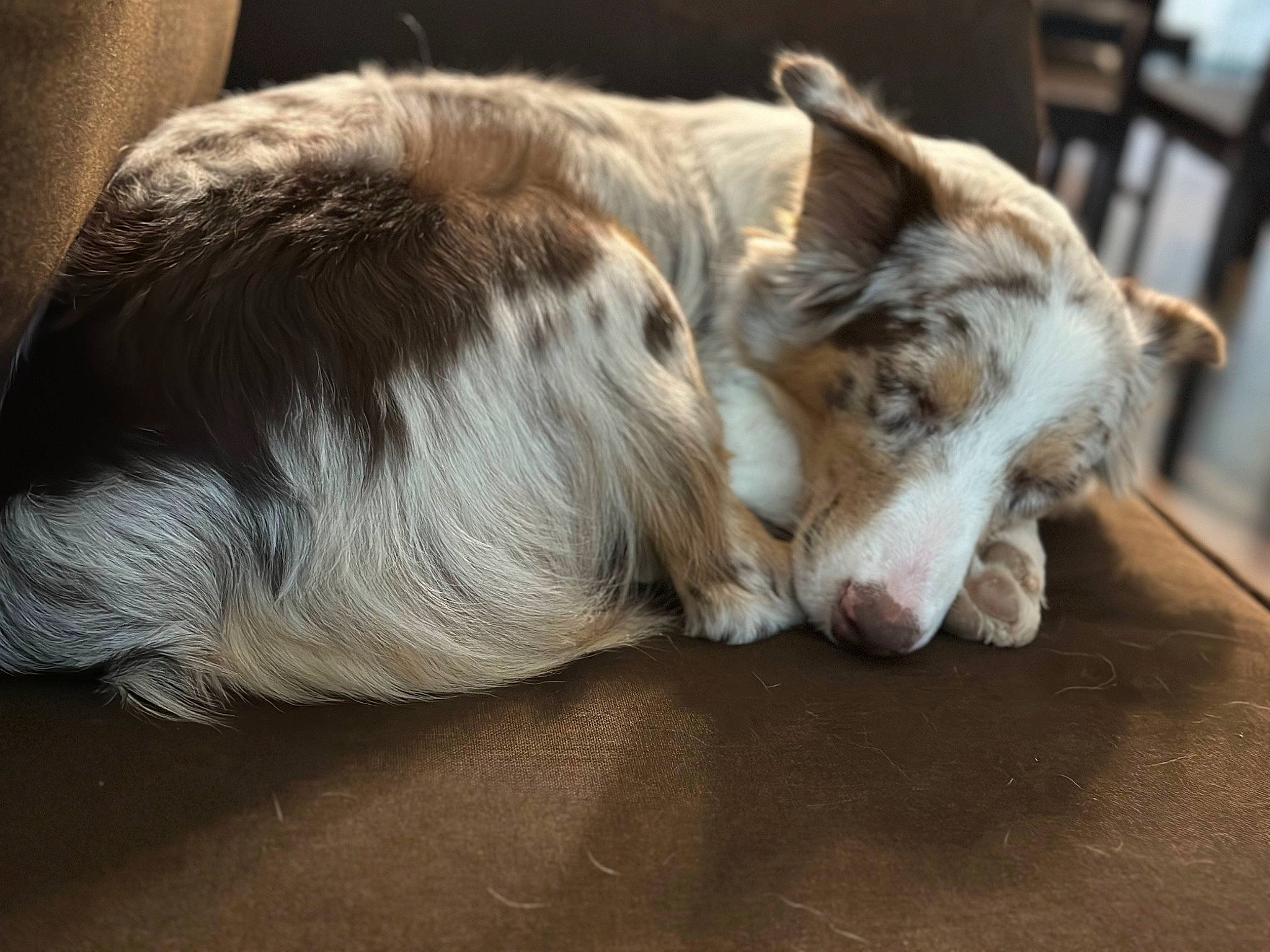 Hazel joined the competition — help win amazing prizes! canidae, carnivore, claw, comfort, companion_dog, dog, dog_breed, fawn, felidae, fur, nap, paw, sleep, small_to_medium_sized_cats, sporting_group, terrestrial_animal, whiskers, wood, working_animal, working_dog