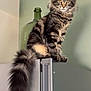 Alya participe au concours pour gagner de l'argent avec cette photo : animal, cat, curious, domestic, ears, eyes, feline, fluffy_tail, fur, furniture, green_bottle, household, indoor, pet, portrait, refrigerator, sitting, tabby, tail, whiskers