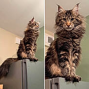 Alya a rejoint le concours — aidez-le/la à gagner de superbes lots ! animal, cat, closeup, curious, domestic, ears, feline, fluffy, front_view, fur, furniture, indoor, pet, portrait, refrigerator, side_view, sitting, tabby, tail, whiskers