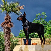 Vador participe au concours pour gagner de l'argent avec cette photo : doberman, dog, stairs, outdoor, garden, palm_tree, greenery, plant_pots, blue_sky, clouds, sunlight, fence, canine, pet, animal, alert, standing, collar, nature, daytime