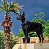 doberman, dog, stairs, outdoor, garden, palm_tree, greenery, plant_pots, blue_sky, clouds, sunlight, fence, canine, pet, animal, alert, standing, collar, nature, daytime