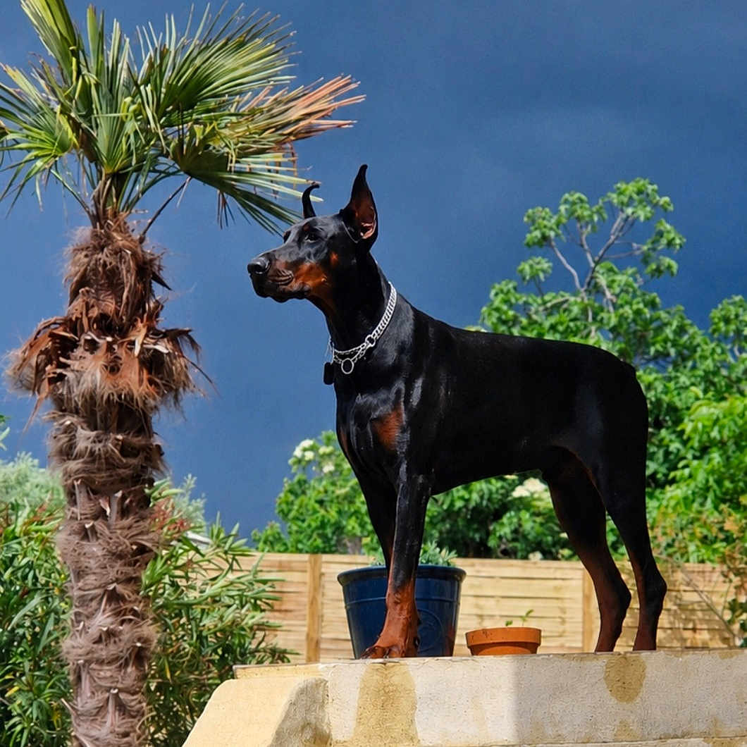 Vador participe au concours pour gagner de l'argent avec cette photo : doberman, dog, stairs, outdoor, garden, palm_tree, greenery, plant_pots, blue_sky, clouds, sunlight, fence, canine, pet, animal, alert, standing, collar, nature, daytime