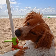 Pewee participe au concours pour gagner de l'argent avec cette photo : dog, beach, sand, ocean, sky, clouds, umbrella, leash, pet, relaxing, outdoor, summer, canine, fur, nature, vacation, seaside, animal, daylight, portrait