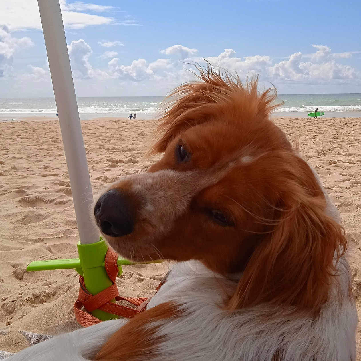 Pewee participe au concours pour gagner de l'argent avec cette photo : animal, beach, canine, clouds, daylight, dog, fur, leash, nature, ocean, outdoor, pet, portrait, relaxing, sand, seaside, sky, summer, umbrella, vacation