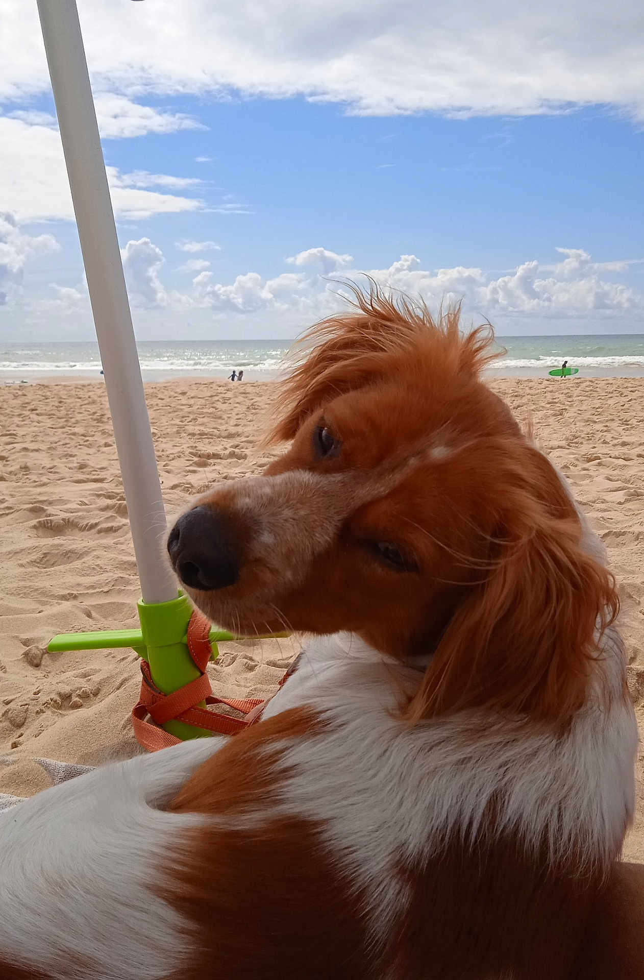Pewee participe au concours pour gagner de l'argent avec cette photo : dog, beach, sand, ocean, sky, clouds, umbrella, leash, pet, relaxing, outdoor, summer, canine, fur, nature, vacation, seaside, animal, daylight, portrait