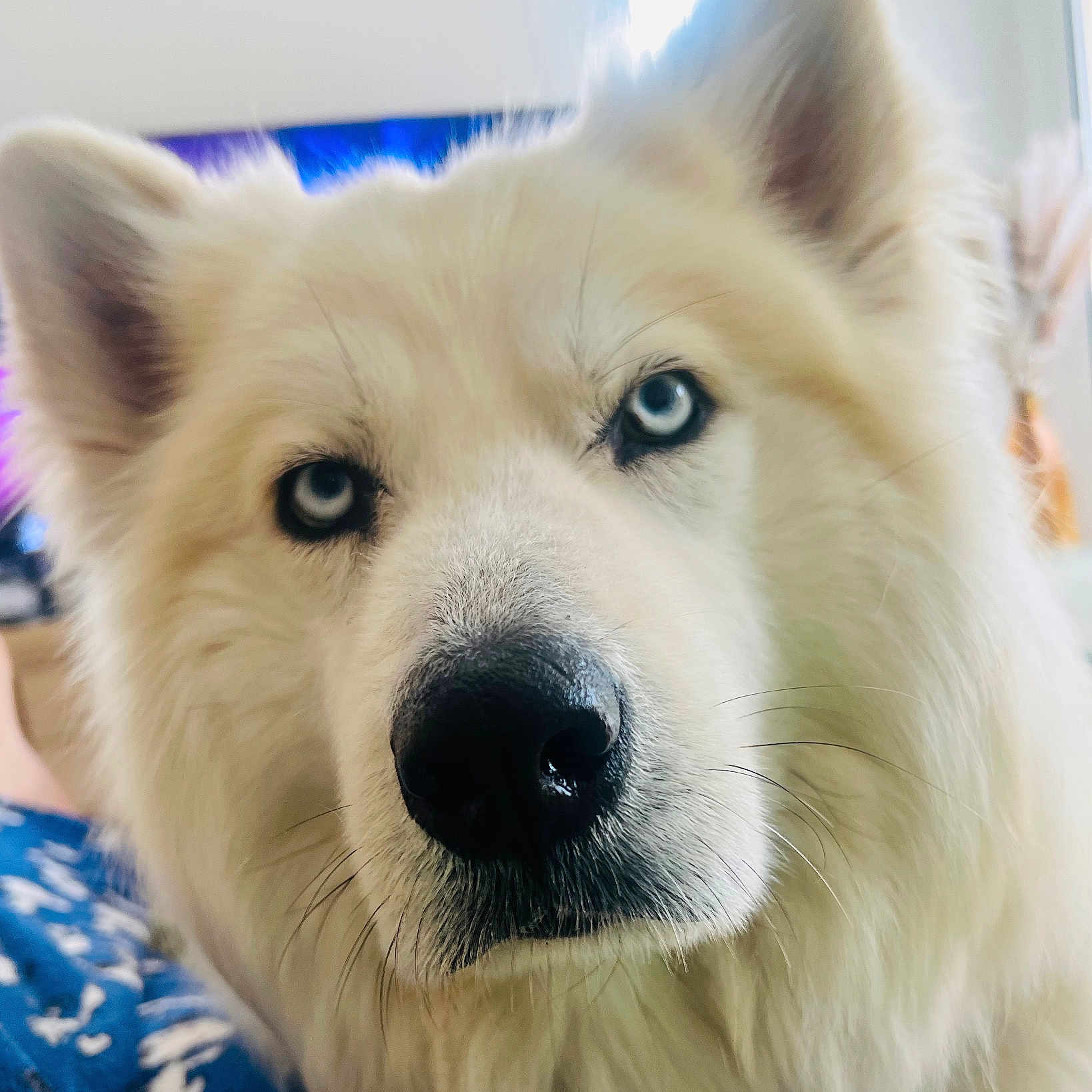 Simba a rejoint le concours — aidez-le/la à gagner de superbes lots ! animal, blue_eyes, canine, close_up, companion, dog, domestic_animal, face, fluffy, focused, friendly, fur, indoor, looking, nose, pet, portrait, soft_light, whiskers, white_dog
