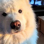 Nelson participe au concours pour gagner de l'argent avec cette photo : dog, white_fur, fluffy, pet, indoors, sunlight, close_up, brown_eyes, animal, portrait, living_room, television, blurred_background, warm_light, cute, furry, nose, snout, canine, domestic_animal