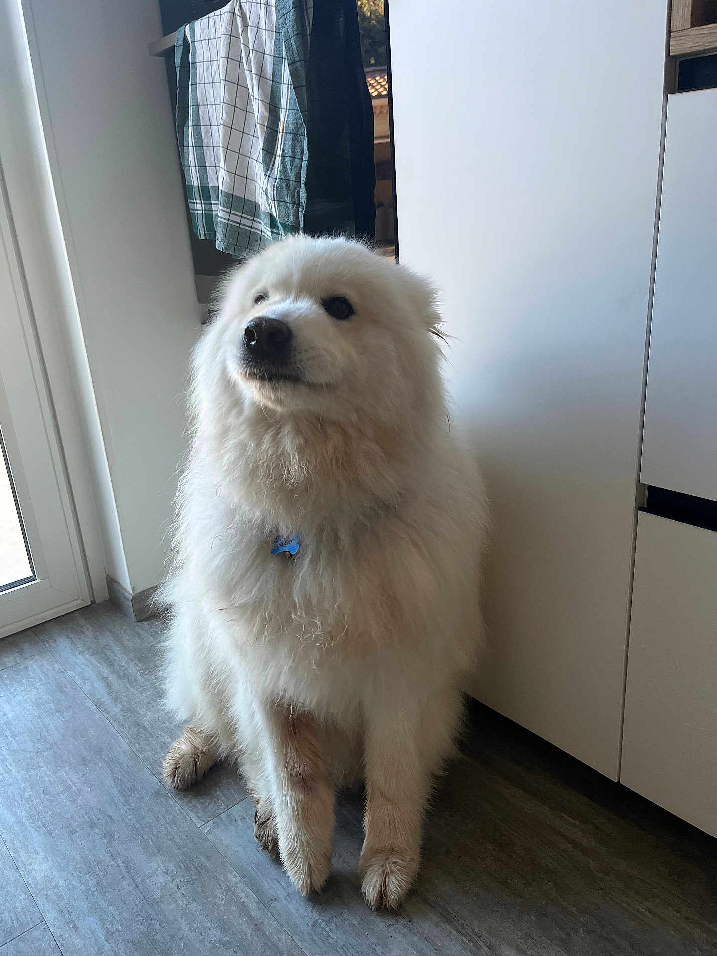 Nelson participe au concours pour gagner de l'argent avec cette photo : dog, white_dog, fluffy, indoor, kitchen, floor, towel, cabinet, pet, canine, fur, sitting, collar, blue_tag, window, light, paws, quiet, clean, domestic