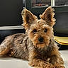 Sophie is registered to the contest to win money with this photo: dog, terrier, yorkshire_terrier, small_dog, canine, long_hair, fluffy, brown_fur, gray_fur, pointed_ears, dark_eyes, black_nose, lying_down, paws, portrait, indoor, office, desk, chair, adorable