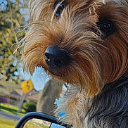 Sophie is registered to the contest to win money with this photo: dog, puppy, small_dog, yorkshire_terrier, pet, animal, portrait, close_up, fur, fluffy, brown_fur, black_fur, muzzle, nose, eye, outdoor, sunny, car, car_window, neighborhood
