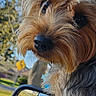 dog, puppy, small_dog, yorkshire_terrier, pet, animal, portrait, close_up, fur, fluffy, brown_fur, black_fur, muzzle, nose, eye, outdoor, sunny, car, car_window, neighborhood
