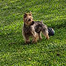 Sophie is registered to the contest to win money with this photo: dog, terrier, small_dog, scruffy_fur, brown_fur, standing, outdoor, grass, lawn, chain_link_fence, fence, animal, pet, canine, toy, ball, side_profile, alert, sunlight, garden