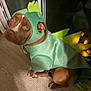 dog, pitbull, costume, dinosaur_costume, green_costume, pet, indoor, hardwood_floor, looking_up, brown_coat, paws, tail, spikes, lights, reflection, eyes, cute, portrait, evening, adorable