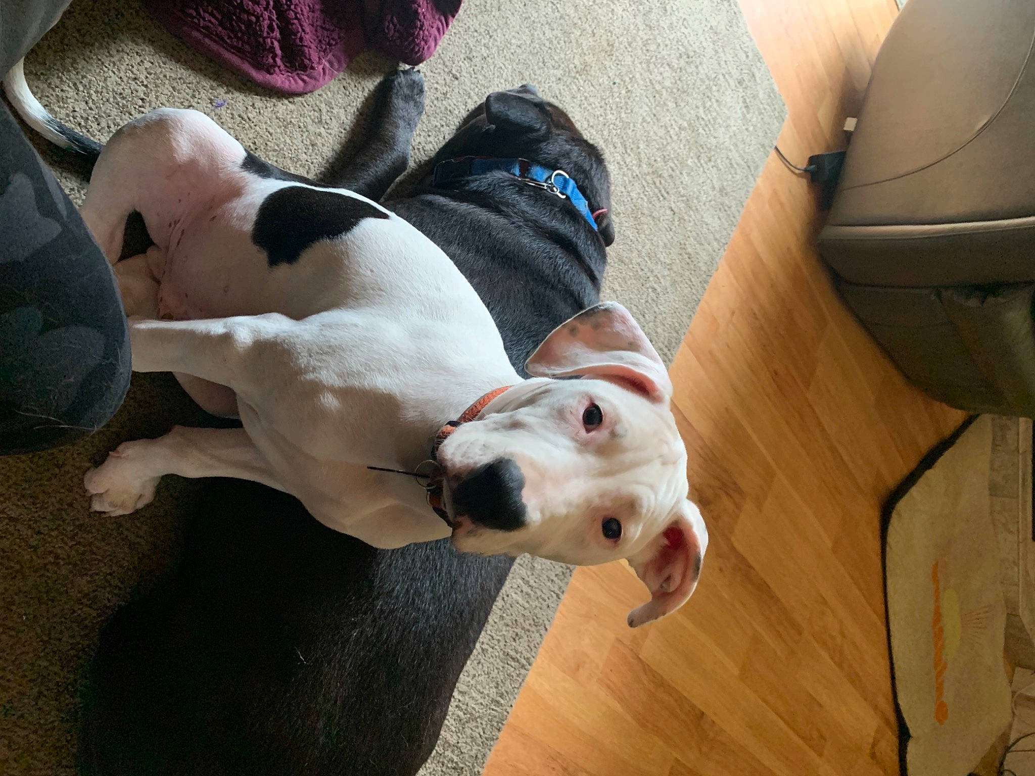 Brody joined the competition — help win amazing prizes! canidae, carnivore, collar, comfort, companion_dog, dog, dog_breed, dog_collar, dog_supply, fawn, flooring, hardwood, paw, pet_supply, puppy_love, snout, sporting_group, tail, wood, working_animal