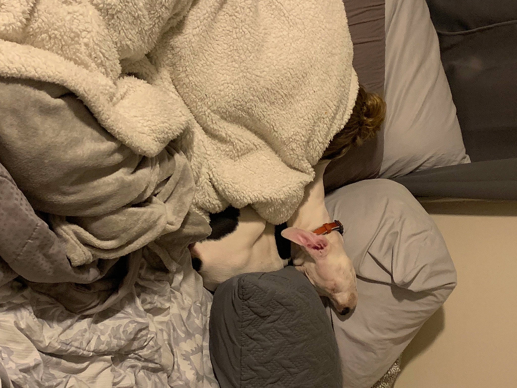 Brody joined the competition — help win amazing prizes! abdomen, arm, bed, child, comfort, elbow, flesh, foot, fur, gesture, human_leg, knee, leg, linens, nail, nap, sitting, wool, wrinkle, wrist