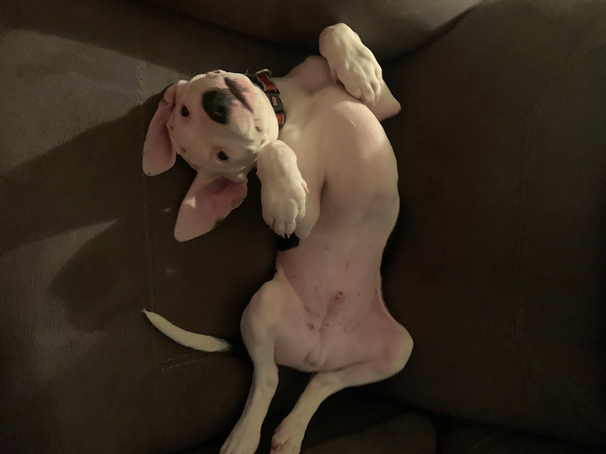 Brody joined the competition — help win amazing prizes! abdomen, arm, art, chest, classical_sculpture, clay, comfort, fawn, fictional_character, gesture, hand, human_leg, jaw, knee, sculpture, statue, tail, thigh, toy, trunk