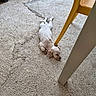 puppy, dog, sleeping, floor, plastic_chair, yellow_chair, white_chair, outdoor, pet, relaxed, small_dog, curly_fur, light_brown_fur, texture, concrete, resting, animal, canine, young_dog, quiet