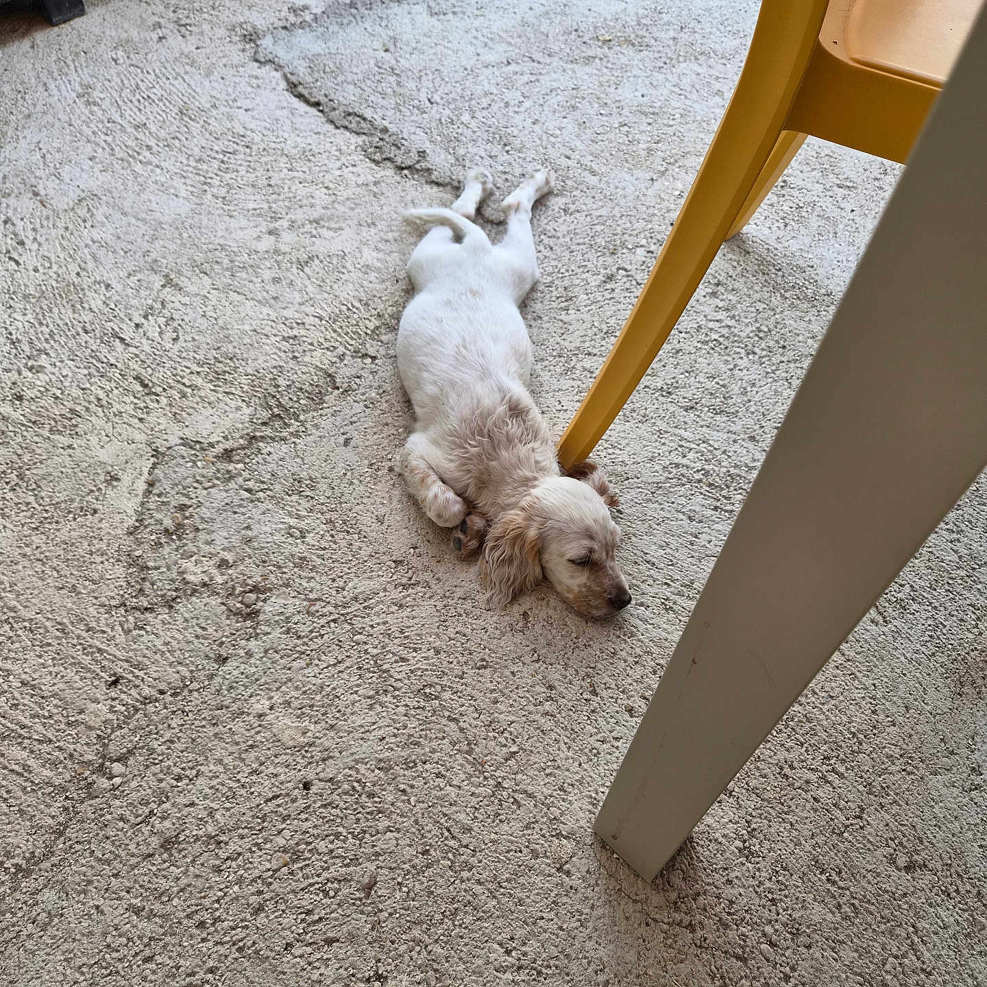 Bulma