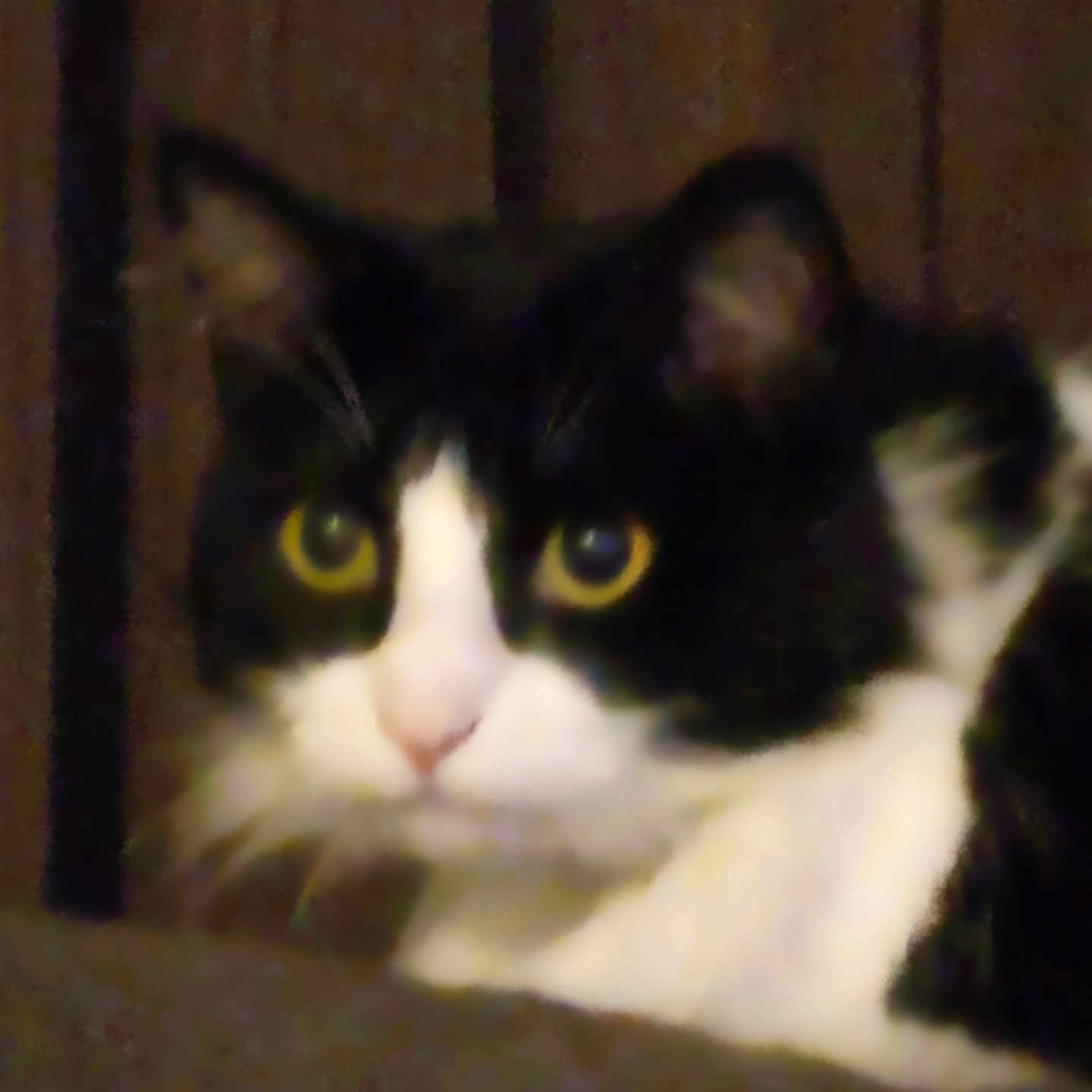 Oreo is registered to the contest to win money with this photo: abyssinian, animal, blackcat, cat, face, head, kitten, manx, person, pet