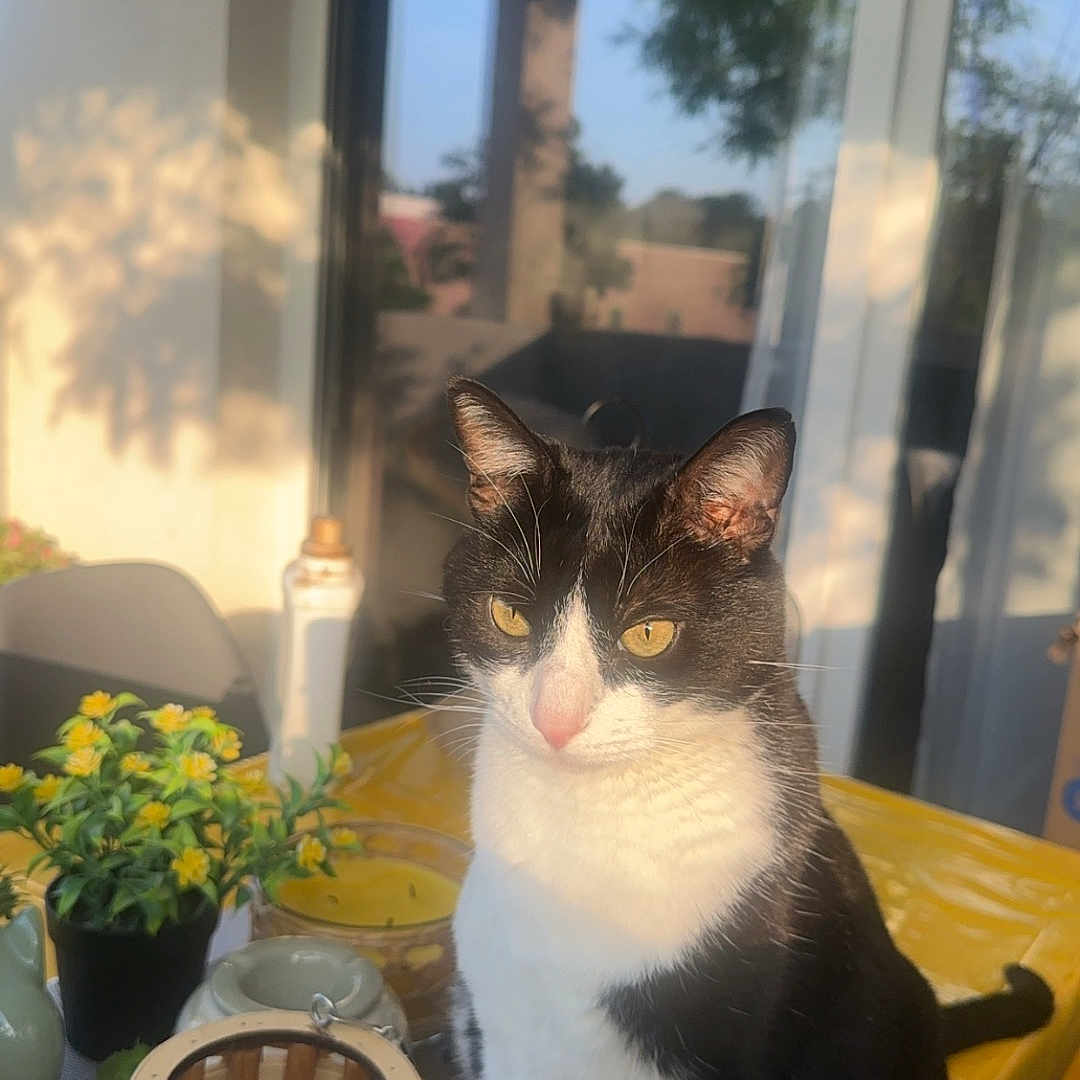 Fripouille participe au concours pour gagner de l'argent avec cette photo : black_and_white, cat, decor, domestic_animal, ears, feline, home, lantern, outdoor, pet, potted_plant, reflection, relaxation, shadow, sitting, sunlight, table, whiskers, window, yellow_tablecloth