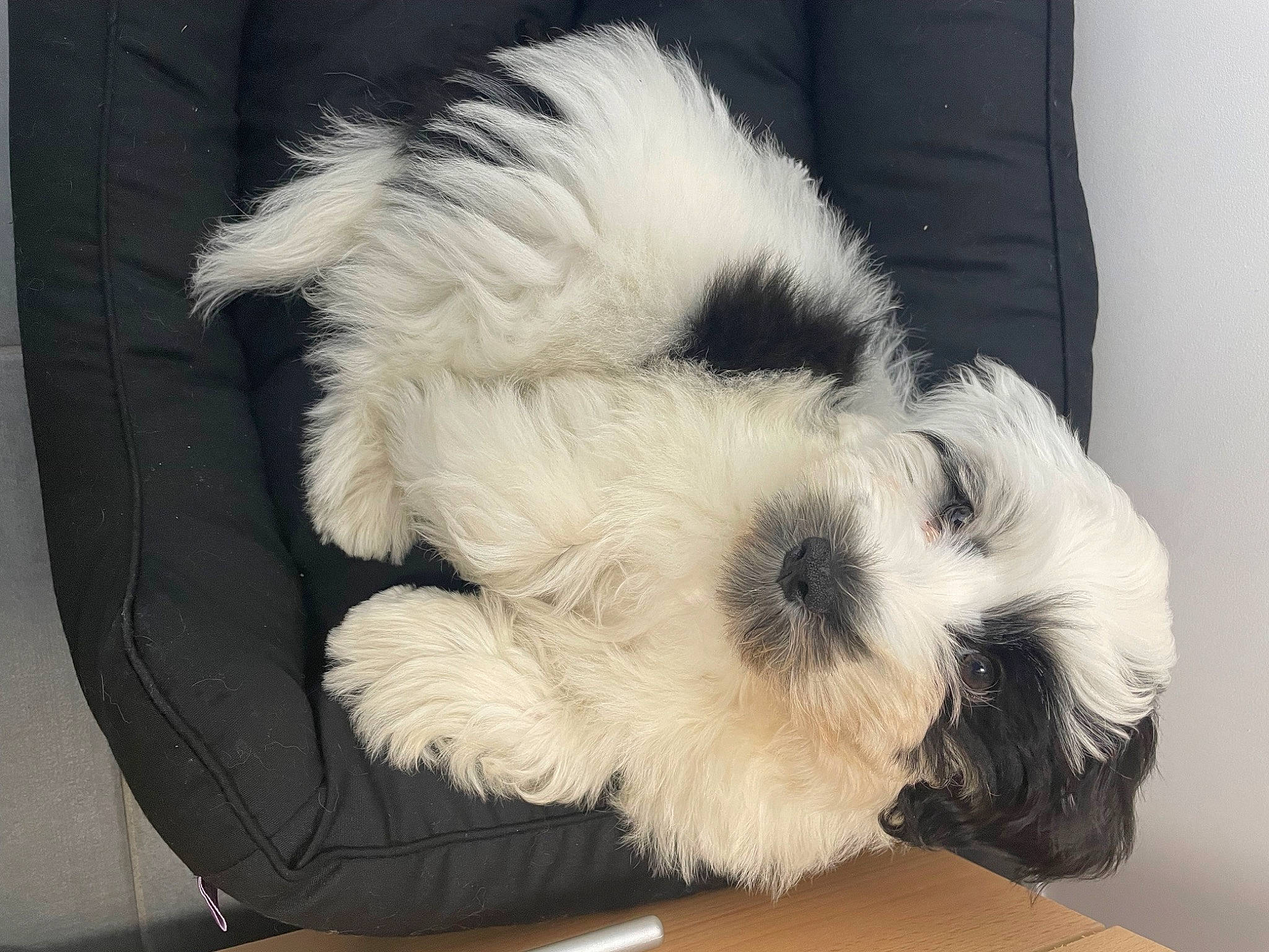 Toby a rejoint le concours — aidez-le/la à gagner de superbes lots ! canidae, carnivore, comfort, companion_dog, dog, dog_bed, dog_breed, fur, mal_shi, maltepoo, nap, paw, shih_poo, small_terrier, snout, sporting_group, tail, terrier, toy_dog, working_animal