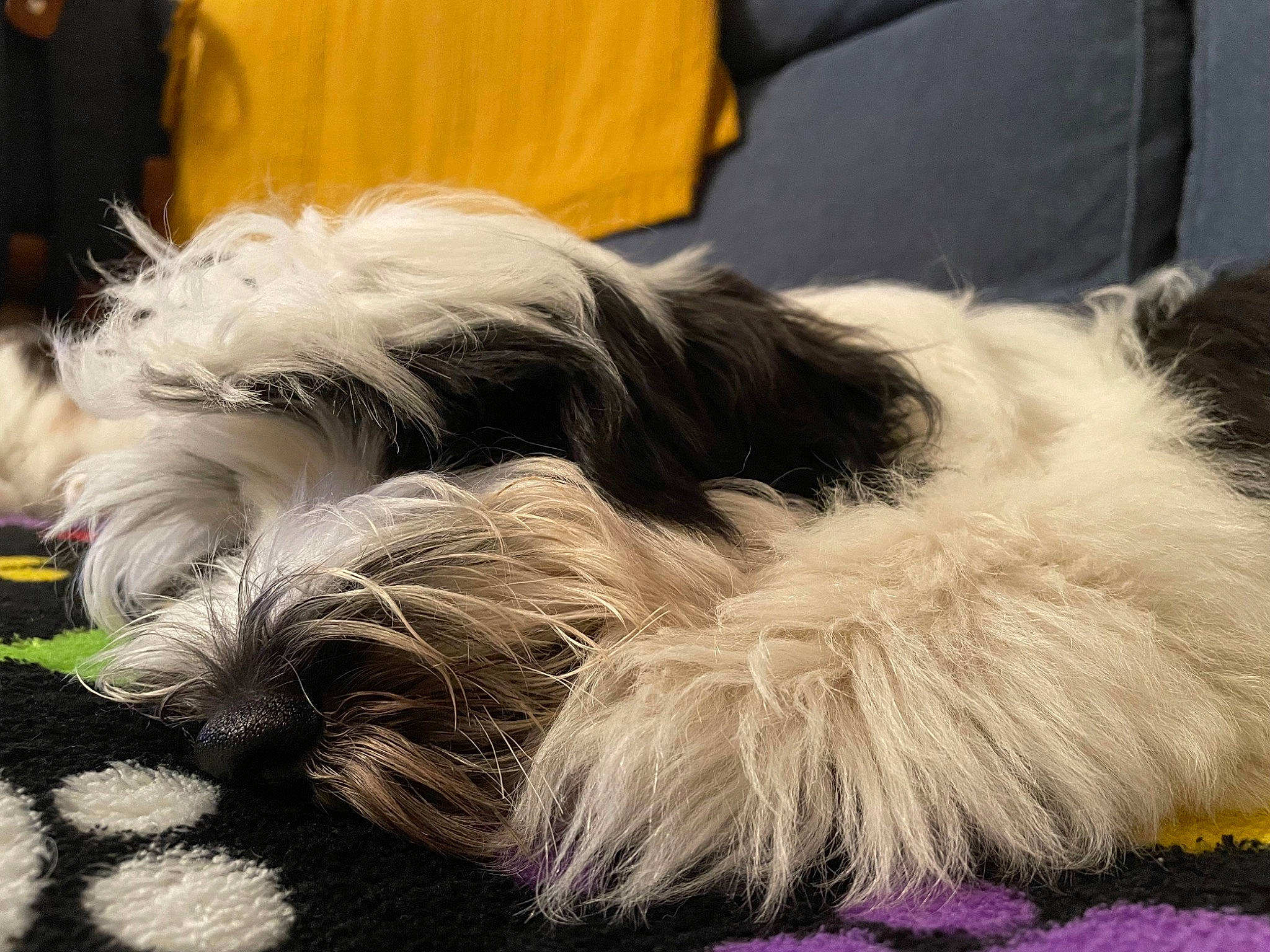 Toby a rejoint le concours — aidez-le/la à gagner de superbes lots ! canidae, carnivore, comfort, companion_dog, couch, dog, dog_breed, felidae, fur, mammal, nap, paw, puppy_love, schnauzer, small_terrier, snout, sporting_group, tail, terrier, toy_dog