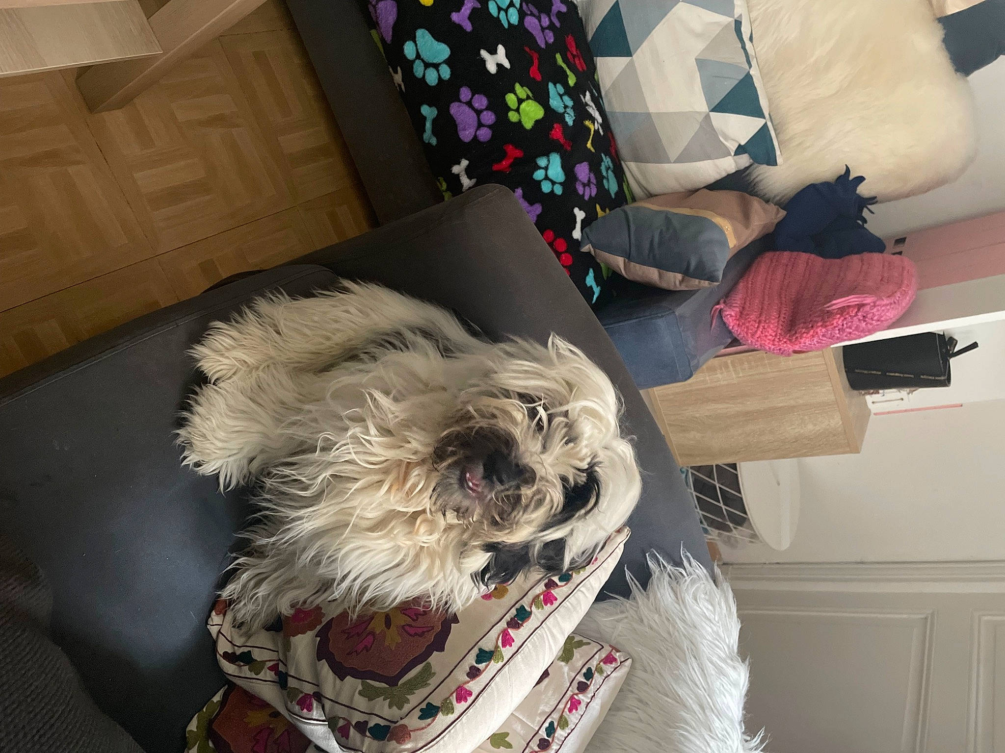 Toby a rejoint le concours — aidez-le/la à gagner de superbes lots ! canidae, carmine, carnivore, comfort, companion_dog, dog, dog_breed, dog_supply, fang, flooring, fur, non_sporting_group, room, small_terrier, sporting_group, terrier, textile, toy_dog, visual_arts, working_animal