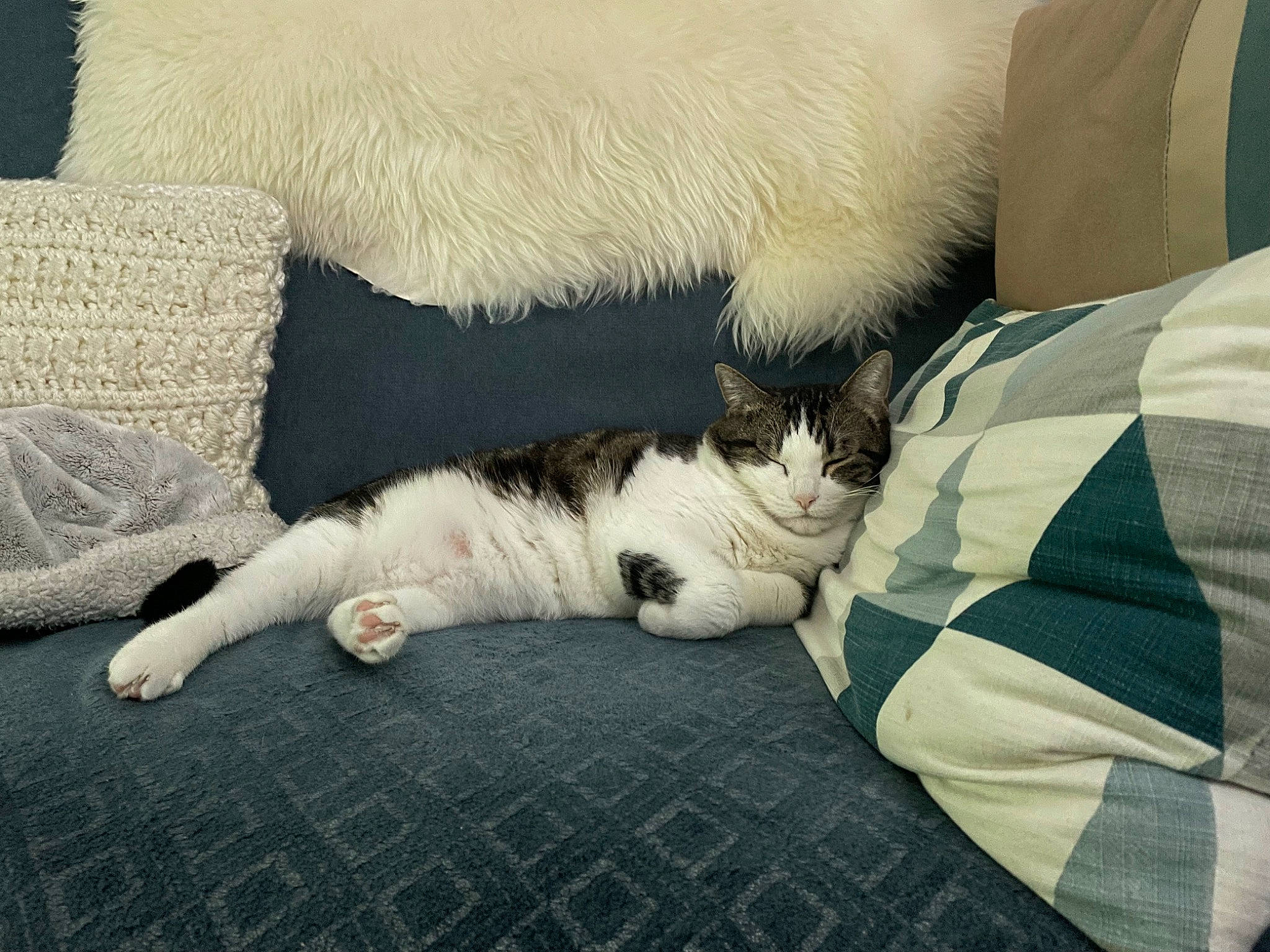 Lucky a rejoint le concours — aidez-le/la à gagner de superbes lots ! bed_sheet, bedding, blanket, carnivore, cat, claw, comfort, companion_dog, domestic_short_haired_cat, felidae, fur, grey, linens, nap, paw, sleep, small_to_medium_sized_cats, snout, tail, whiskers