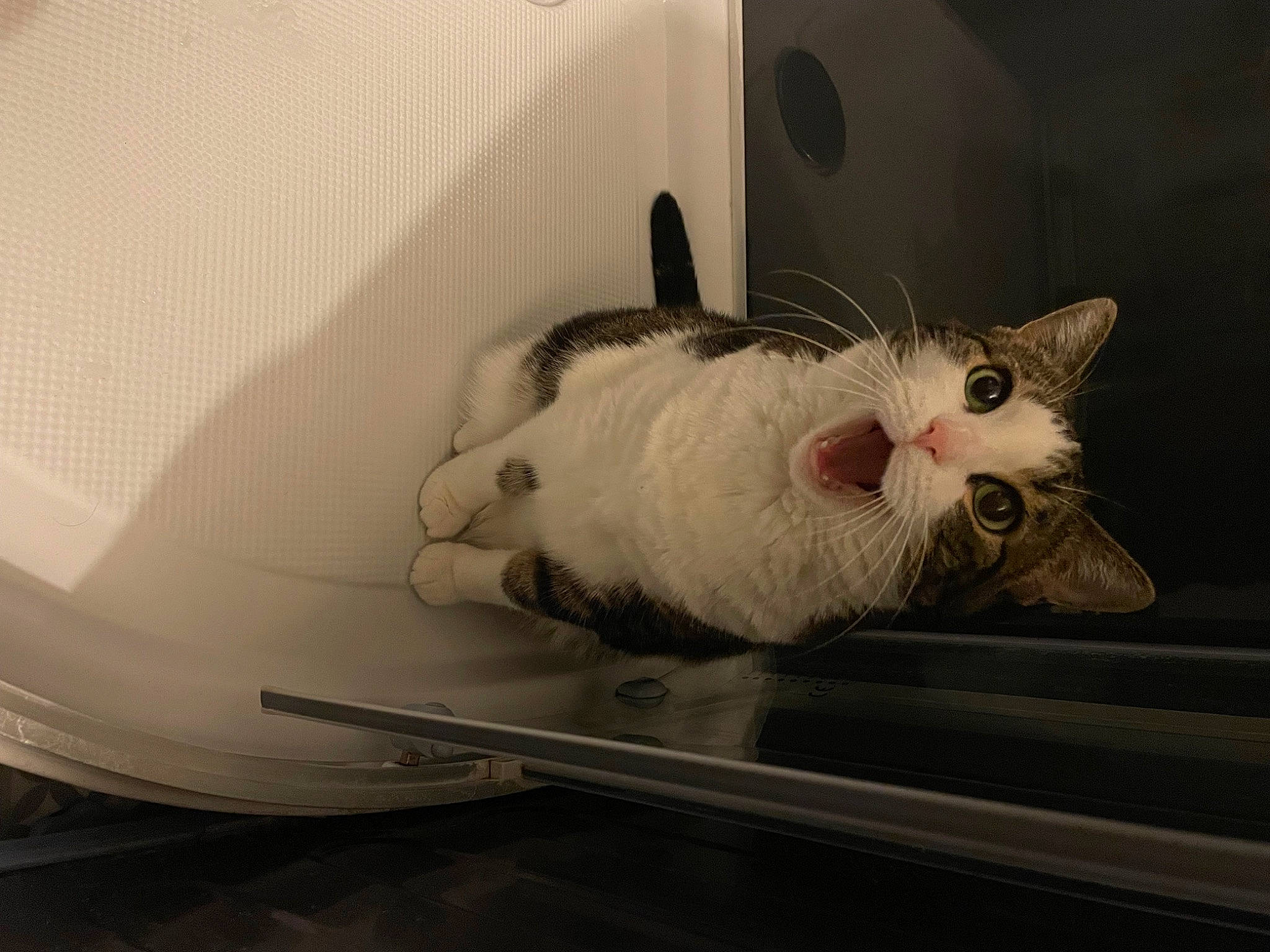 Lucky a rejoint le concours — aidez-le/la à gagner de superbes lots ! carnivore, cat, claw, comfort, domestic_short_haired_cat, eye, felidae, foot, fur, grey, paw, small_to_medium_sized_cats, snout, tail, whiskers, windshield