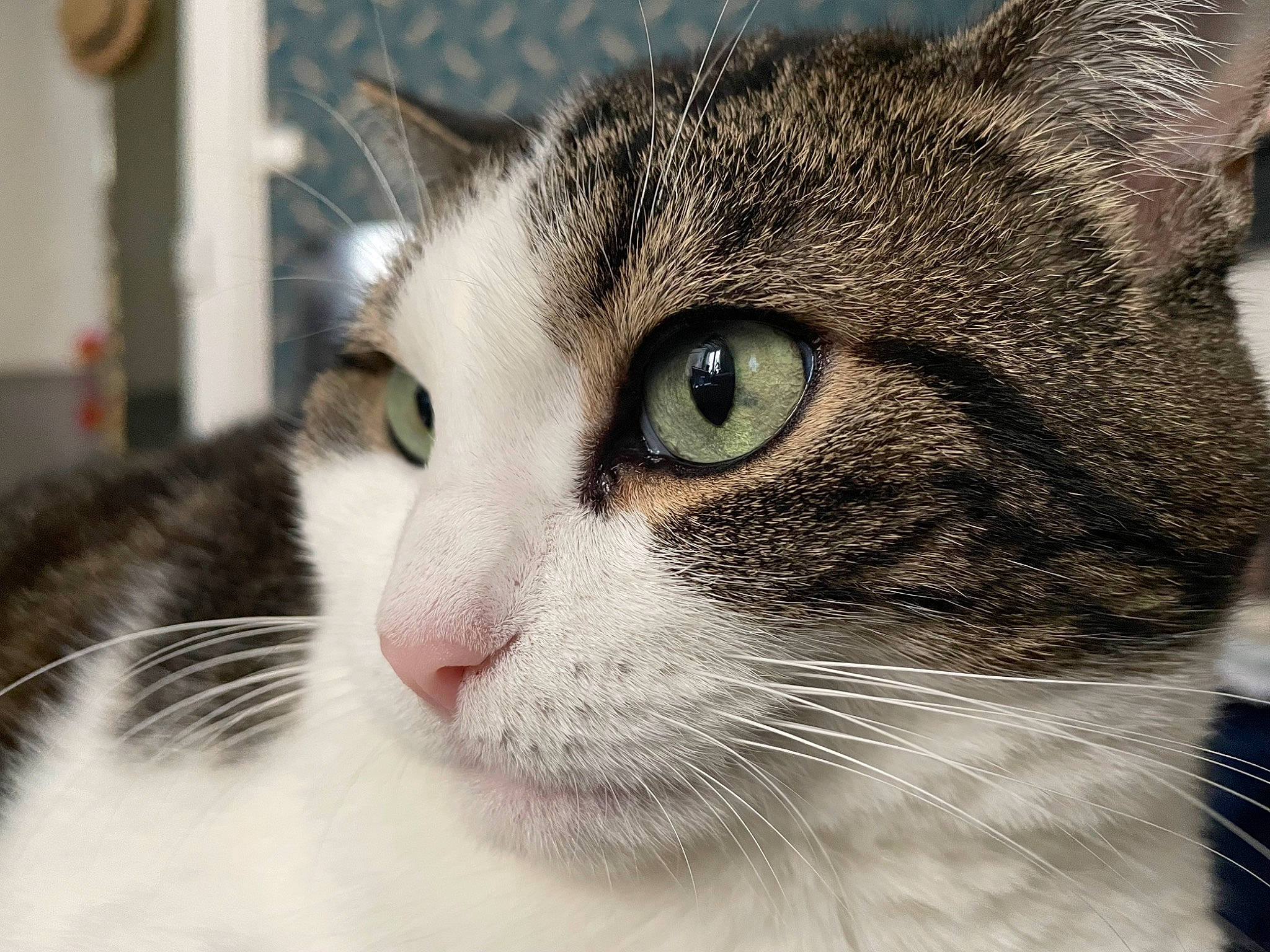 Lucky a rejoint le concours — aidez-le/la à gagner de superbes lots ! carnivore, cat, domestic_short_haired_cat, felidae, fur, small_to_medium_sized_cats, snout, terrestrial_animal, whiskers