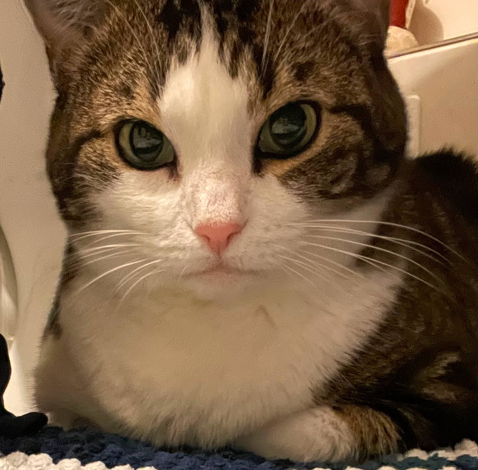 Lucky participe au concours pour gagner de l'argent avec cette photo : carnivore, cat, close_up, domestic_short_haired_cat, door, eye, face, felidae, fur, head, human_body, leg, paw, small_to_medium_sized_cats, snout, terrestrial_animal, whiskers, window