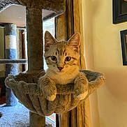 Cisco is registered to the contest to win money with this photo: kitten, cat, cat_tree, indoor, pet, feline, curious, cozy, hanging_basket, fur, ears, whiskers, window, curtains, furniture, domestic, animal, resting, young, cute