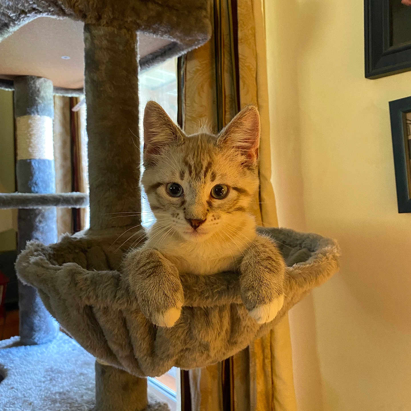 Cisco