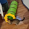 Simba participe au concours pour gagner de l'argent avec cette photo : cat, kitten, tabby, pet, animal, caterpillar_tunnel, cat_toy, green, yellow, playful, indoors, wooden_floor, home, furniture, trash_bin, tail, striped_fur, lying_down, curious, photography
