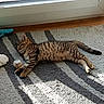 Simba participe au concours pour gagner de l'argent avec cette photo : cat, kitten, tabby, striped_fur, sleeping, lying_down, rug, carpet, sunlight, window, indoor, wooden_floor, toy_ball, plush_toy, relaxed, pet, animal, cozy, tail, whiskers