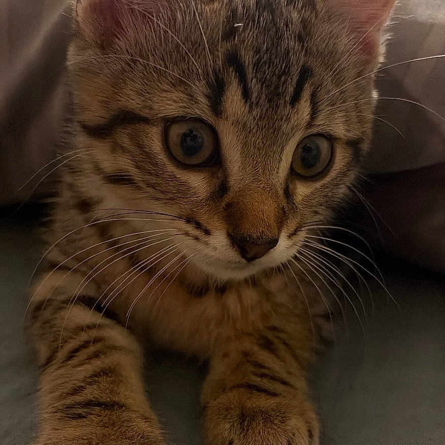 Simba a rejoint le concours — aidez-le/la à gagner de superbes lots ! cat, kitten, tabby, animal, pet, fur, whiskers, ears, eyes, paws, portrait, close_up, indoor, blanket, couch, sitting, looking_at_camera, striped, cute, domestic_animal