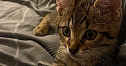 Simba a rejoint le concours — aidez-le/la à gagner de superbes lots ! cat, kitten, tabby, pet, animal, feline, bed, bedroom, blanket, bedding, cozy, indoors, portrait, close_up, wide_eyes, ears, whiskers, paw, striped_fur, relaxed