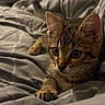 cat, kitten, tabby, pet, animal, feline, bed, bedroom, blanket, bedding, cozy, indoors, portrait, close_up, wide_eyes, ears, whiskers, paw, striped_fur, relaxed