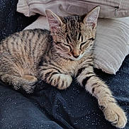 Simba participe au concours pour gagner de l'argent avec cette photo : cat, kitten, tabby, striped_fur, sleepy, relaxed, lying_down, paw, whiskers, ears, animal, pet, indoor, bed, pillow, blanket, cozy, portrait, close_up, cute