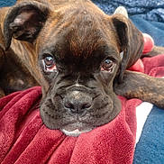 Maxx joined the competition — help win amazing prizes! animal, blanket, blue_couch, brindle, close_up, cute, dog, ears, eyes, face, fur, indoors, nose, pet, puppy, red_blanket, relaxed, resting, snout, young_dog