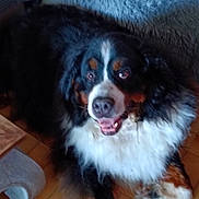 Prince a rejoint le concours — aidez-le/la à gagner de superbes lots ! dog, bernese_mountain_dog, pet, animal, fur, floor, indoor, happy, lying_down, cute, friendly, canine, mammal, black_fur, white_fur, brown_fur, paw, nose, ears, tongue
