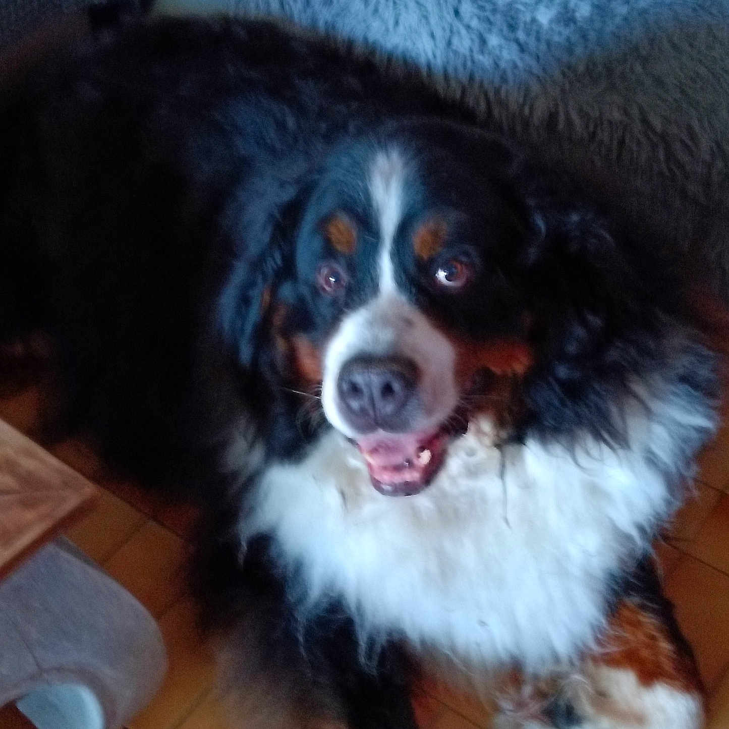 Prince a rejoint le concours — aidez-le/la à gagner de superbes lots ! animal, bernese_mountain_dog, black_fur, brown_fur, canine, cute, dog, ears, floor, friendly, fur, happy, indoor, lying_down, mammal, nose, paw, pet, tongue, white_fur