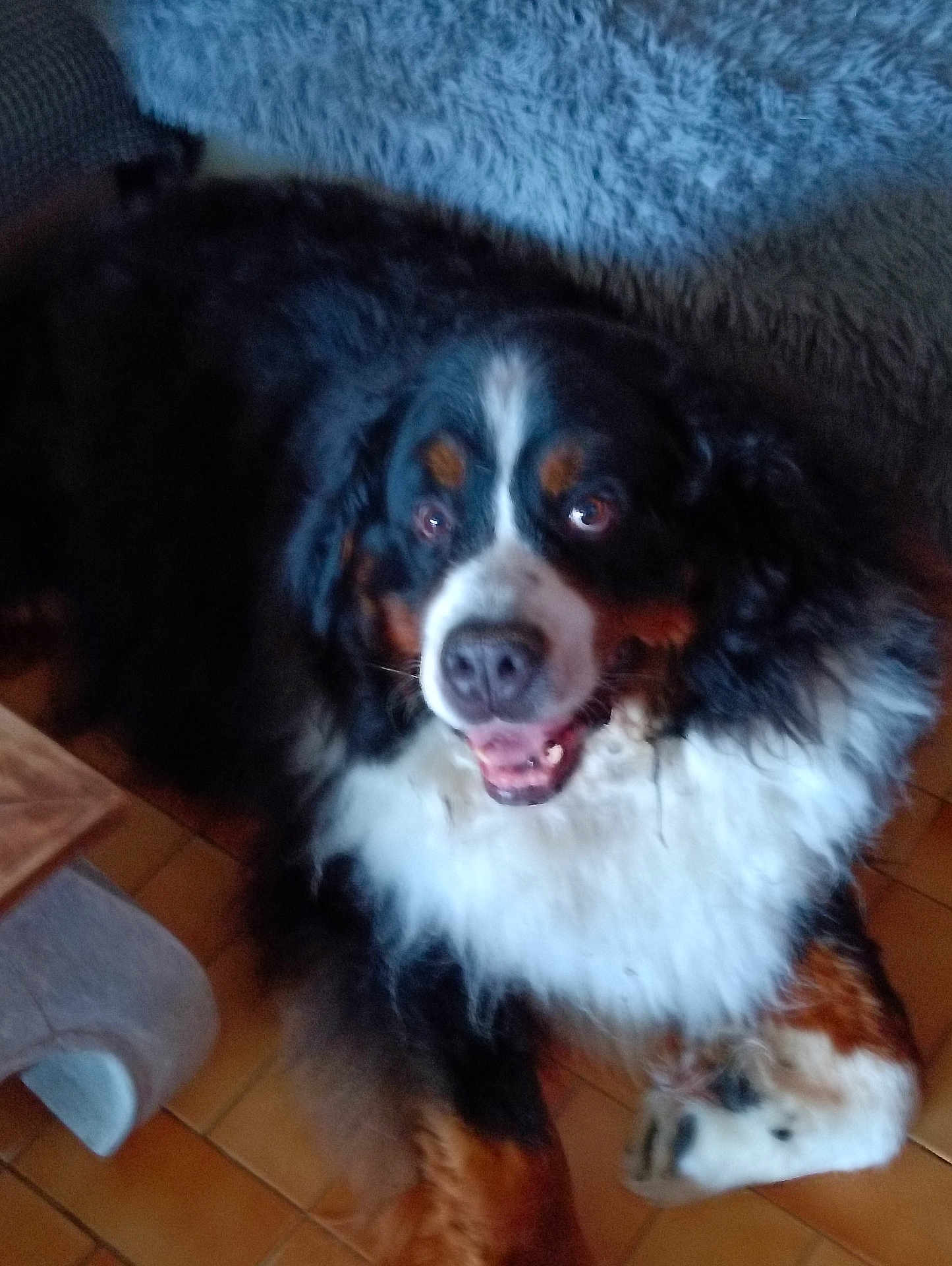 Prince a rejoint le concours — aidez-le/la à gagner de superbes lots ! dog, bernese_mountain_dog, pet, animal, fur, floor, indoor, happy, lying_down, cute, friendly, canine, mammal, black_fur, white_fur, brown_fur, paw, nose, ears, tongue
