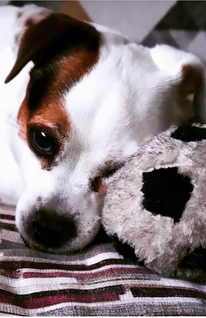 Boonty a rejoint le concours — aidez-le/la à gagner de superbes lots ! bored, canidae, carnivore, comfort, companion_dog, couch, dog, dog_breed, fawn, fur, irishjacks, linens, paw, puppy, snout, sporting_group, terrier, toy_dog, whiskers, working_animal