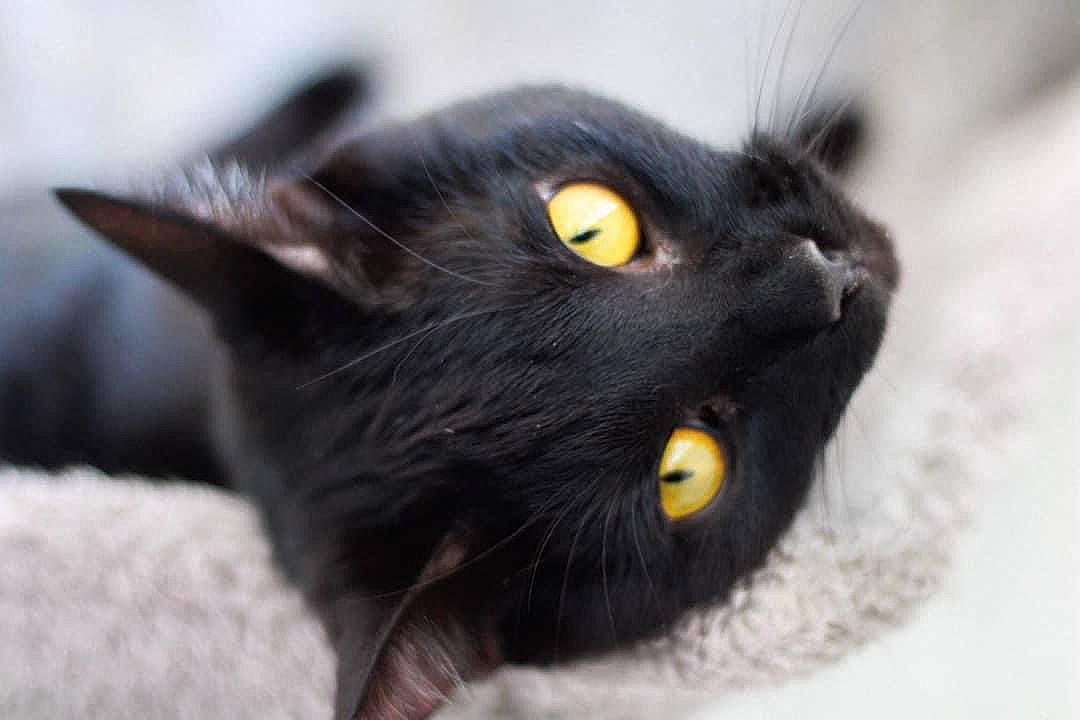 Néo a rejoint le concours — aidez-le/la à gagner de superbes lots ! black_cat, bombay, carnivore, cat, close_up, domestic_short_haired_cat, felidae, fur, small_to_medium_sized_cats, snout, terrestrial_animal, whiskers