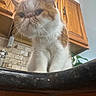 cat, pet, kitchen, counter, wooden_cabinets, whiskers, curious, flat_face, indoor, tile, fur, closeup, animal, domestic_animal, cute, orange_and_white, face, portrait, looking_down, houseplant