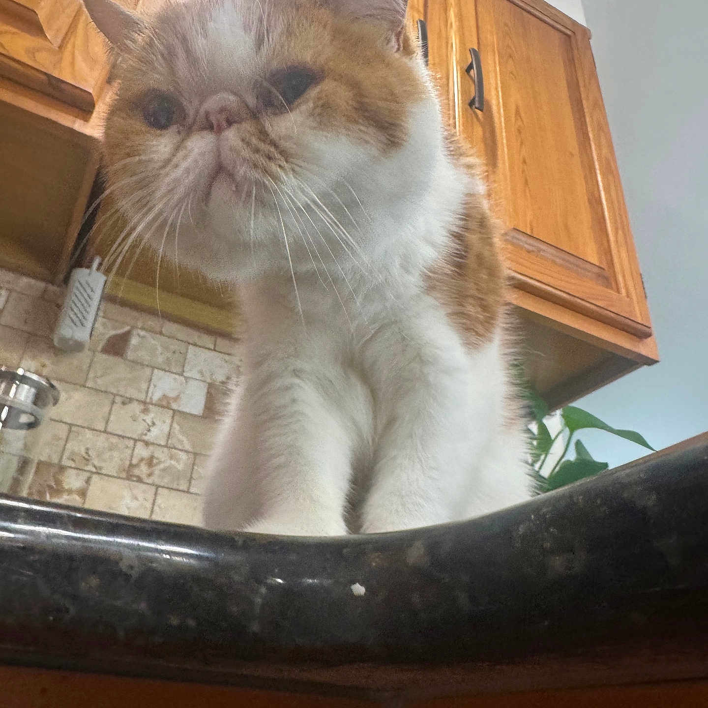 Nacho